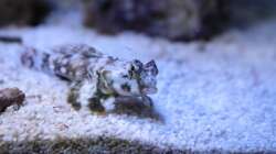 Besatz im Aquarium Koral karang