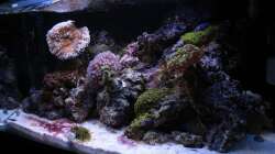 Besatz im Aquarium Koral karang