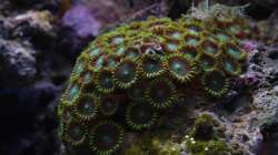 Besatz im Aquarium Koral karang