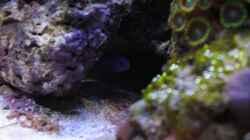 Besatz im Aquarium Koral karang