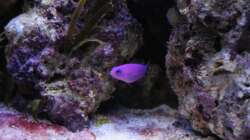 Besatz im Aquarium Koral karang