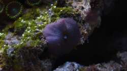 Besatz im Aquarium Koral karang