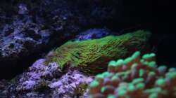 Besatz im Aquarium Koral karang