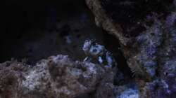 Besatz im Aquarium Koral karang