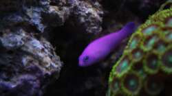 Besatz im Aquarium Koral karang