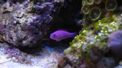 Besatz im Aquarium Koral karang