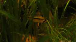 Kakadu-Zwergbuntbarsch Weibchen (Apistogramma cacatuoides) mit Nachwuchs