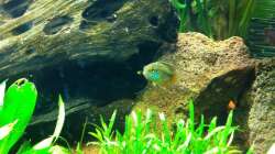 Besatz im Aquarium Südamerika