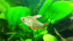 Besatz im Aquarium Südamerika