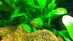 Besatz im Aquarium Südamerika