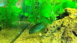 Besatz im Aquarium Südamerika