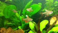 Besatz im Aquarium Südamerika