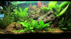 Aquarium Südamerika