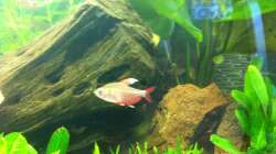 Besatz im Aquarium Südamerika