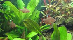 Besatz im Aquarium Südamerika