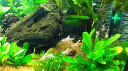 Besatz im Aquarium Südamerika