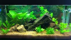 Aquarium Südamerika