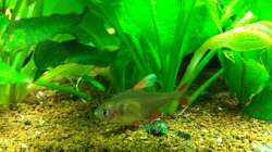 Aquarium Südamerika