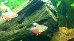 Besatz im Aquarium Südamerika