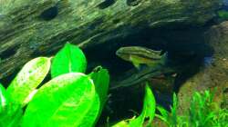 Aquarium Südamerika