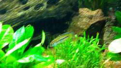 Besatz im Aquarium Südamerika