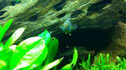 Besatz im Aquarium Südamerika