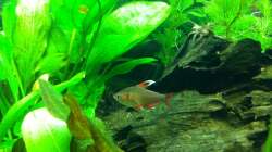 Aquarium Südamerika