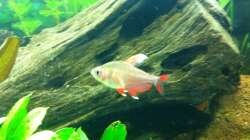 Besatz im Aquarium Südamerika