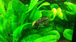 Besatz im Aquarium Südamerika