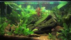 Aquarium Südamerika