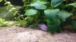 Corydoras julii