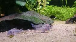 Corydoras Julii und Amanogarnele