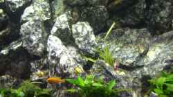 Labidochromis Sp. Yellow