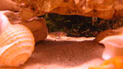 Tunnel aus Lochsteinen und freie Sandfläche dahinter und darunter