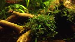 Danio margaritatus