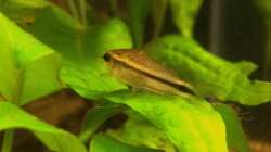 Corydoras pygmaeus auf Anubia