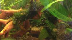 Corydoras pygmaeus