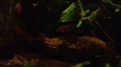 Danio + Cory