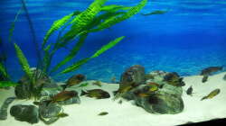 Cryptocoryne Aponogetifolia