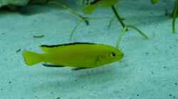 Labidochromis car.yellow male