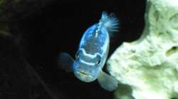 Pseudotropheus maingano