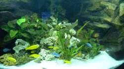 Aquarium Mbuna350 Trigon