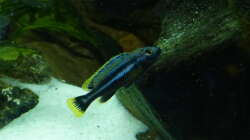 pseudotropheus chipokae male