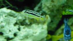 Melanochromis Auratus