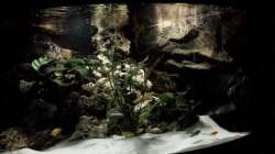 Aquarium Mbuna350 Trigon