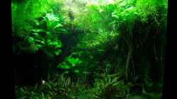 Aquarium Dschungel-Lido