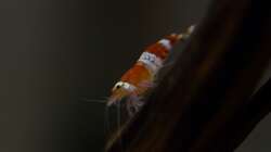 Besatz im Aquarium Wirbellose Wohnzimmerdeko