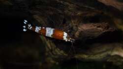 Besatz im Aquarium Wirbellose Wohnzimmerdeko