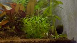 Pflanzen im Aquarium Wirbellose Wohnzimmerdeko