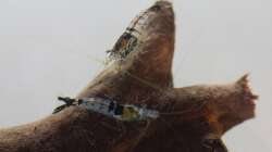 Carbon Rili Zwerggarnele